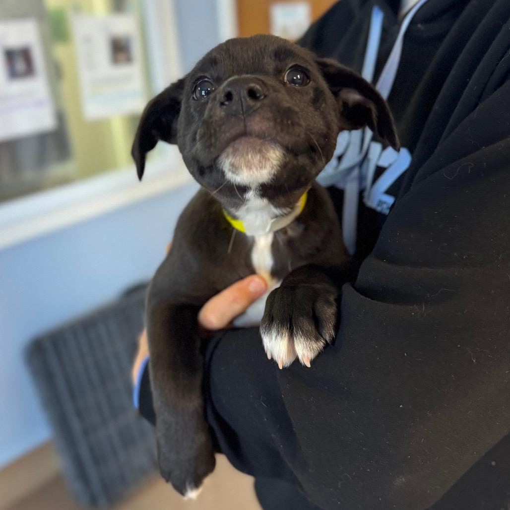 Enlarge Stiletto, a Adoptable Mixed Breed in Hendersonville, NC image 3/6