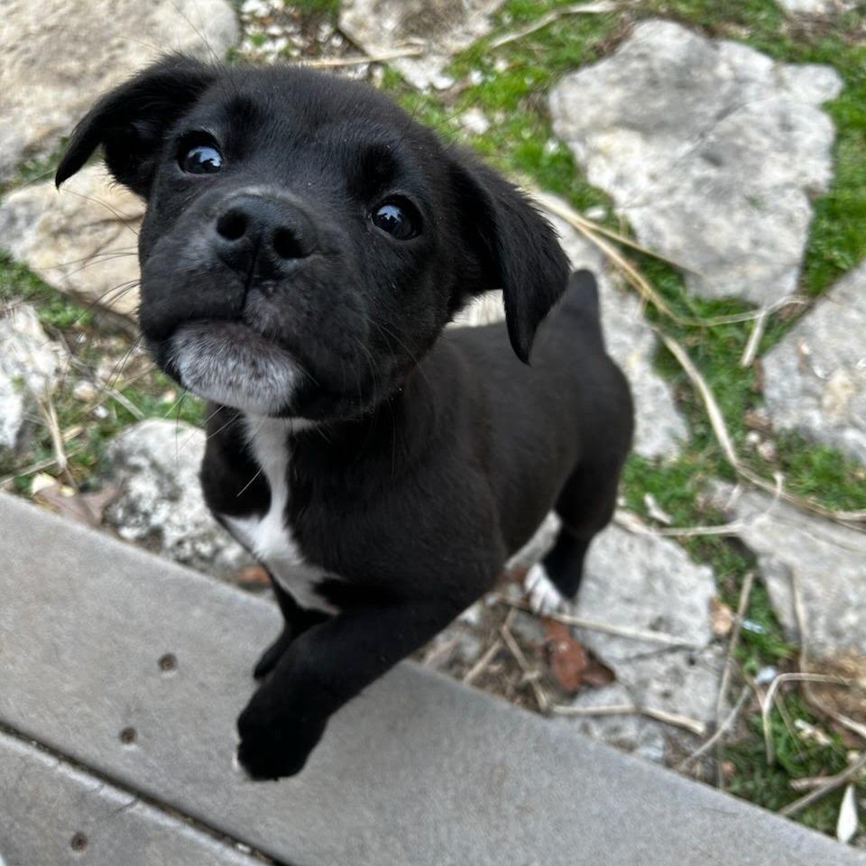 Enlarge Stiletto, a Adoptable Mixed Breed in Hendersonville, NC image 4/6