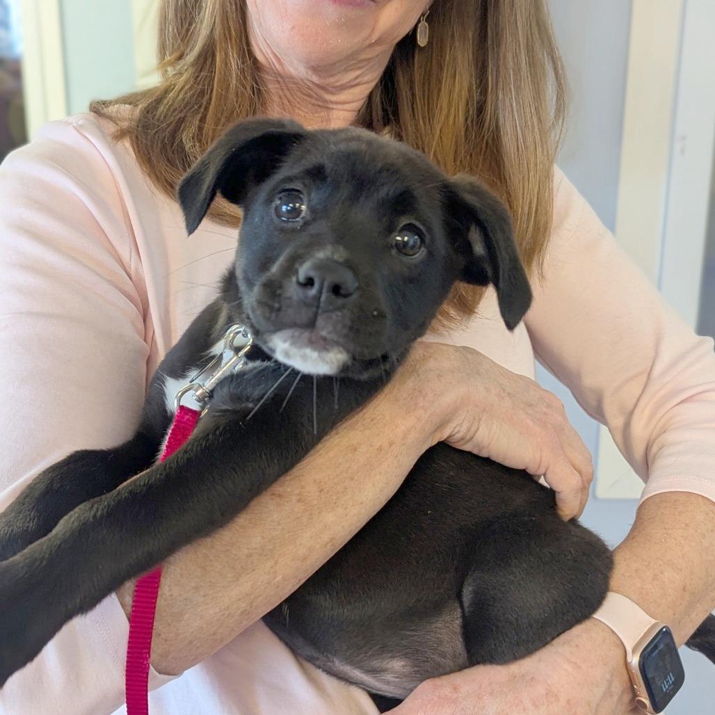 Enlarge Stiletto, a Adoptable Mixed Breed in Hendersonville, NC image 6/6