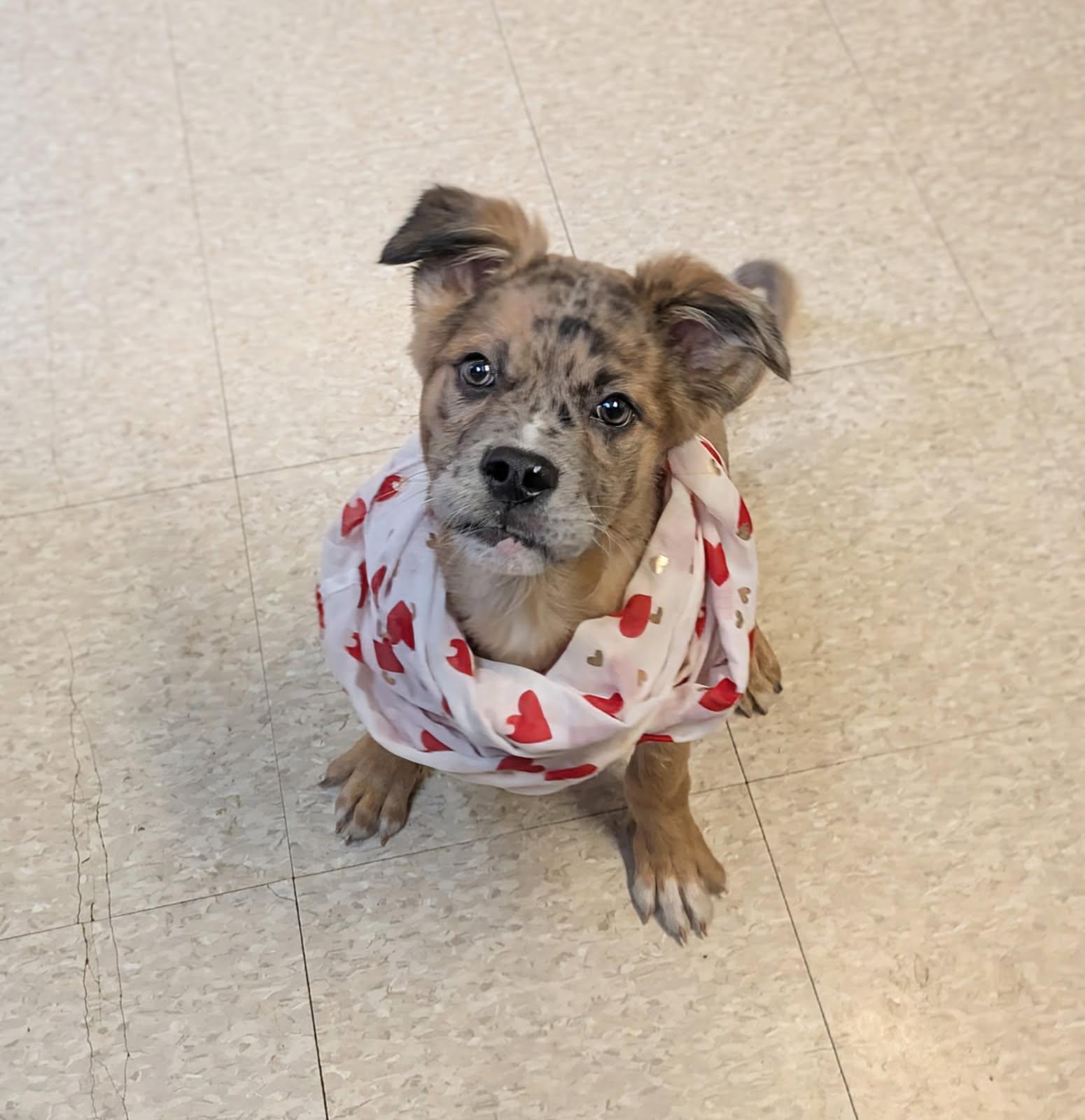 Enlarge Fletcher, an adopted mixed breed in Fair Oaks Ranch, TX image 4/4