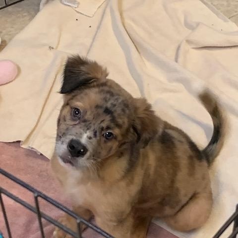 Fletcher, ADOPTABLE, Puppy Male Catahoula Leopard Dog & Mixed Breed.