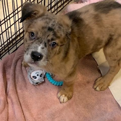 Enlarge Fletcher, an adopted mixed breed in Fair Oaks Ranch, TX image 2/4