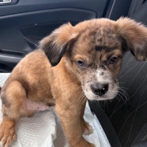 Enlarge Fletcher, an adopted mixed breed in Fair Oaks Ranch, TX image 3/4