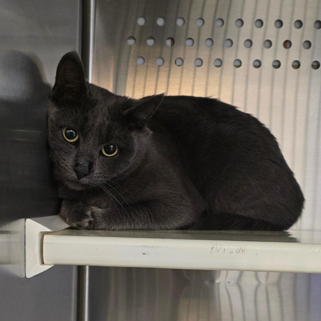 Enlarge Mama Griselda, a Adoptable Domestic Short Hair in Denver, CO image 1/1