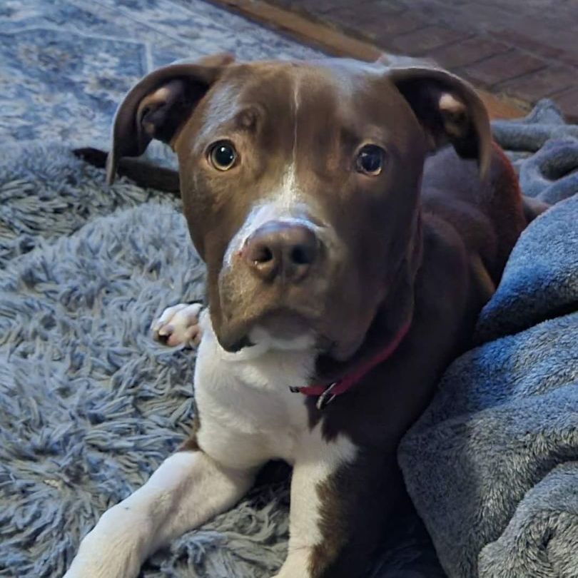 Warden, an adoptable Pit Bull Terrier in Racine, WI, 53402 | Photo Image 5
