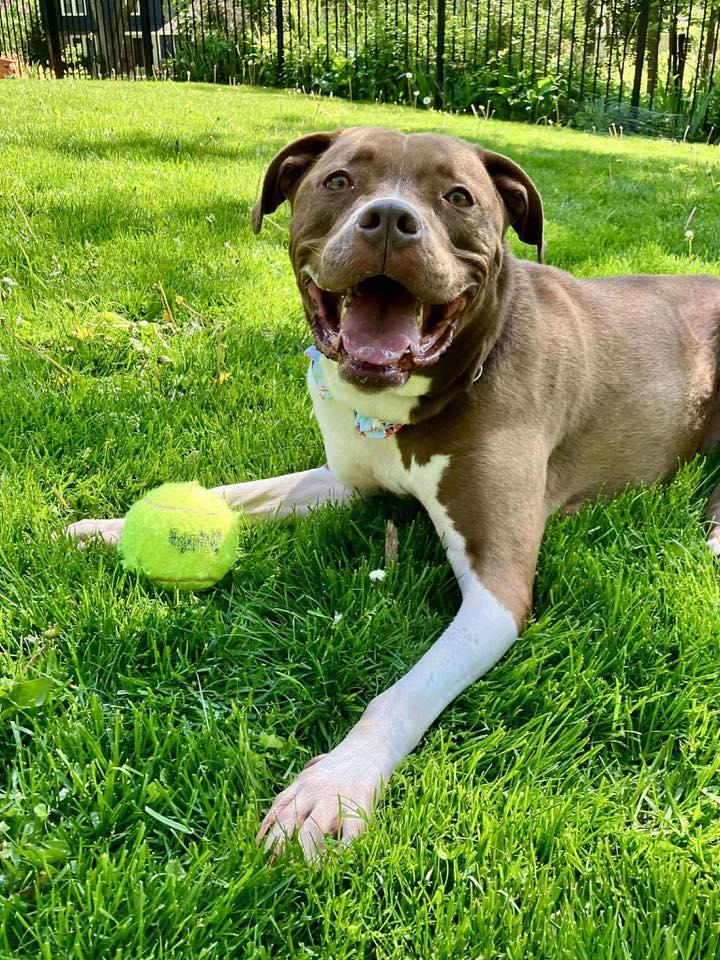 Warden, an adoptable Pit Bull Terrier in Racine, WI, 53402 | Photo Image 2