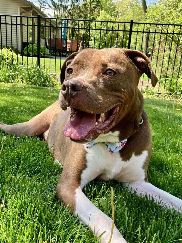 Warden, an adoptable Pit Bull Terrier in Racine, WI, 53402 | Photo Image 3