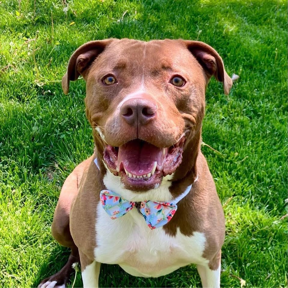 Warden, Adoptable, Adult Male Pit Bull Terrier.