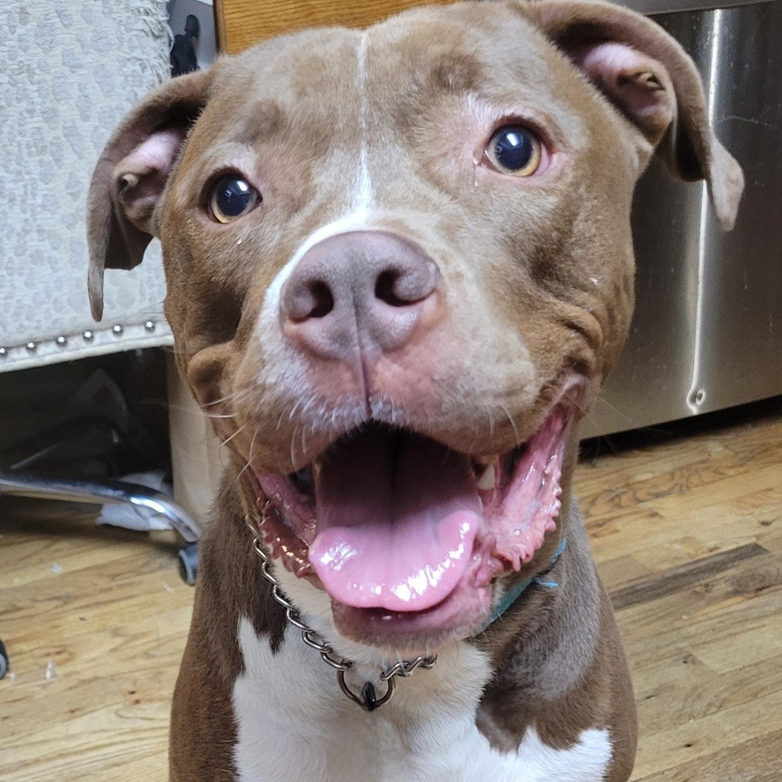 Warden, an adoptable Pit Bull Terrier in Racine, WI, 53402 | Photo Image 4