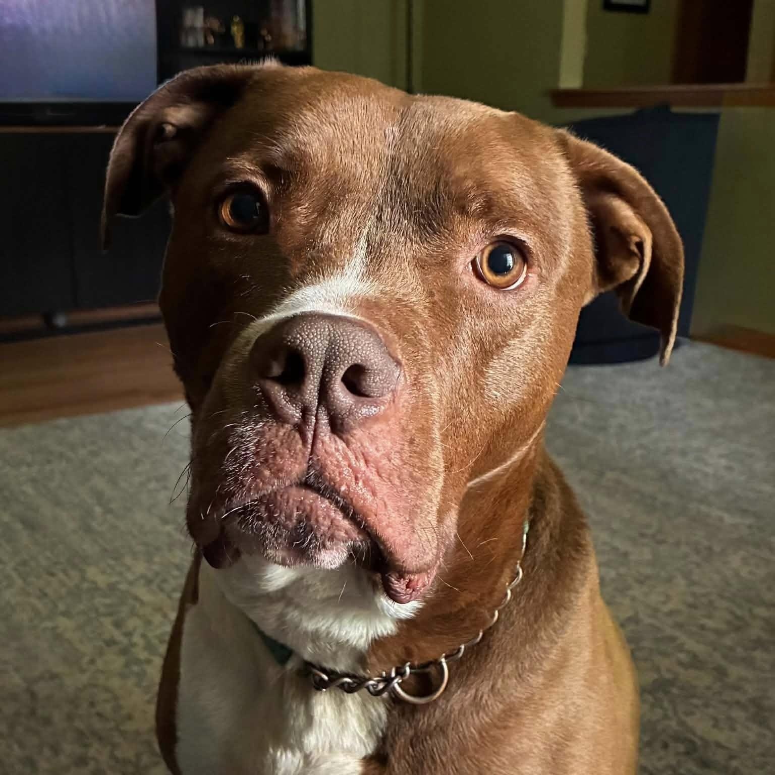Warden, a Adoptable mixed breed in Racine, WI image 1/5