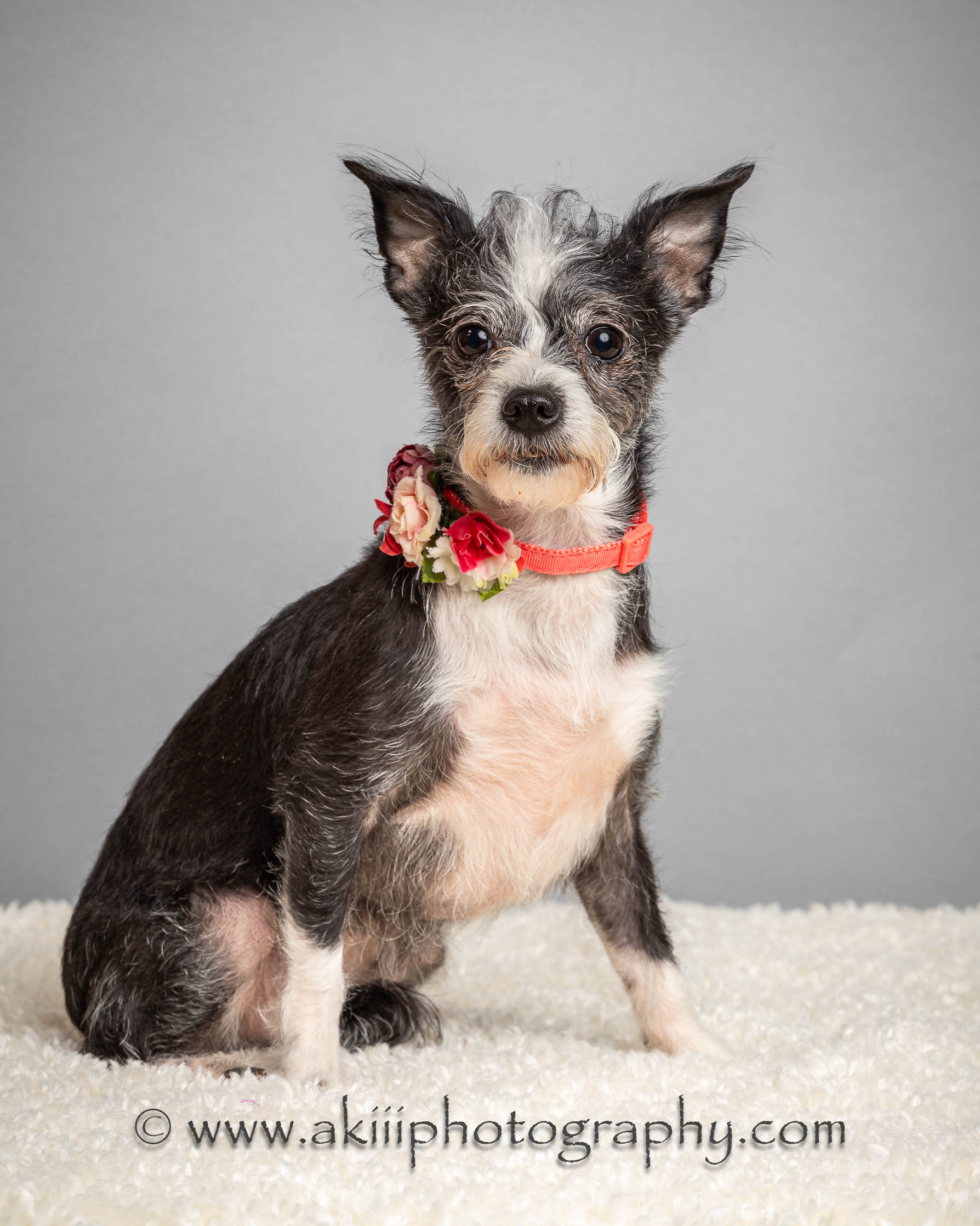 Schnauzer Cross Schnauzer Chihuahua Mix For Sale Miniature