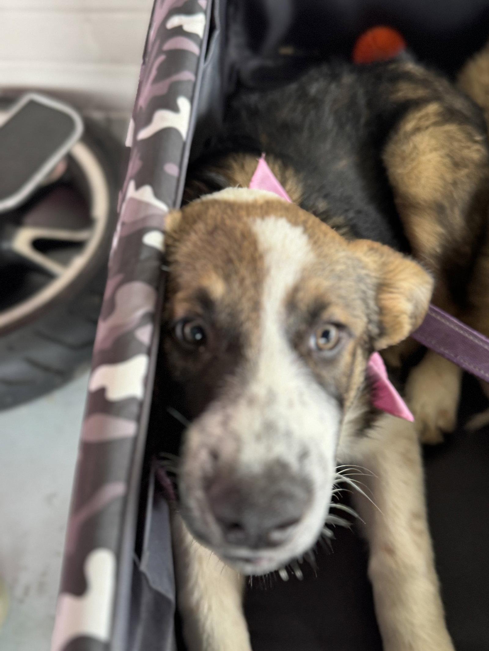 Ember, Adoptable, Puppy Female Shepherd & Bernese Mountain Dog.