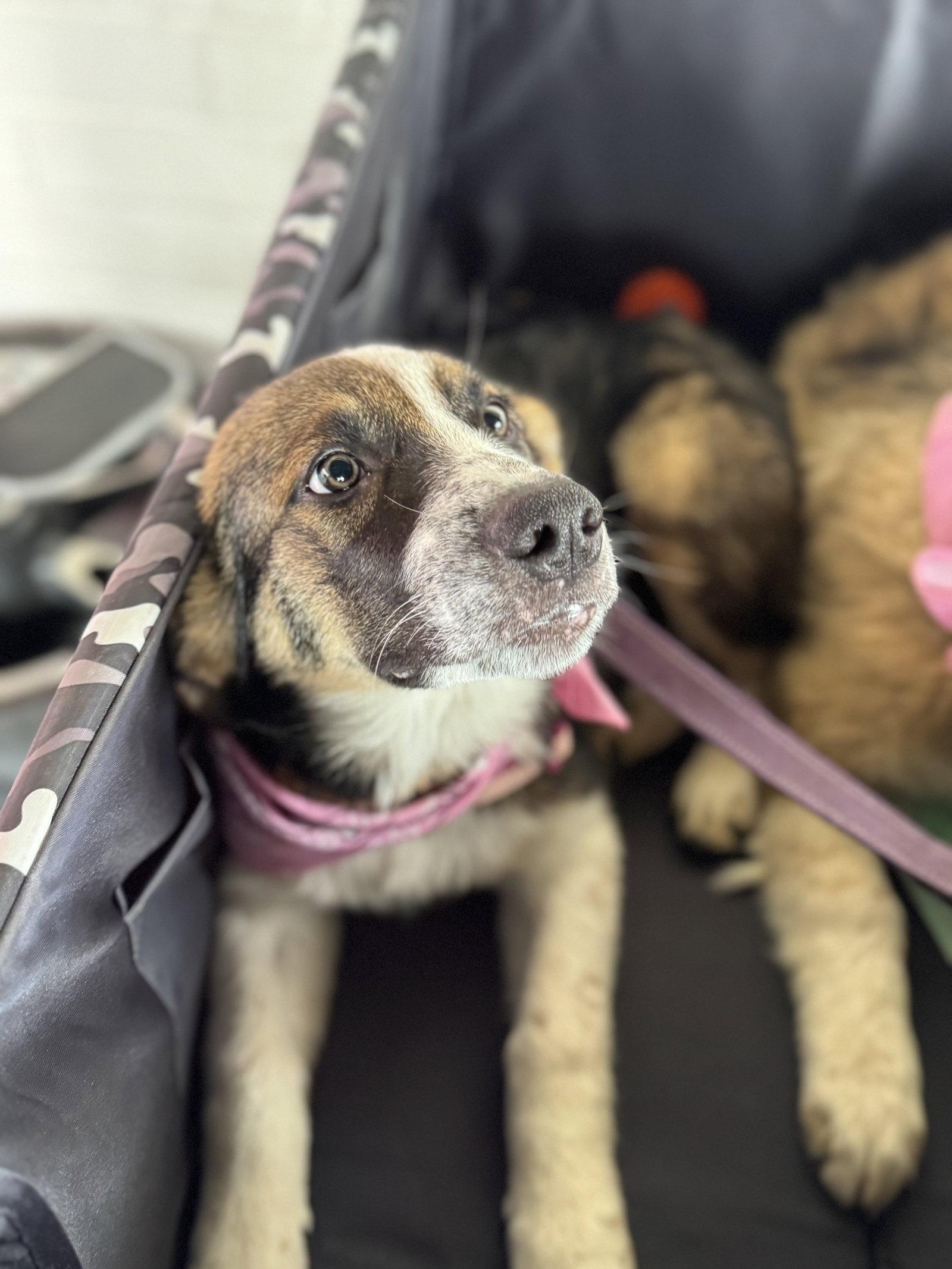 Enlarge Ember, a Adoptable mixed breed in Holly Springs, NC image 2/3