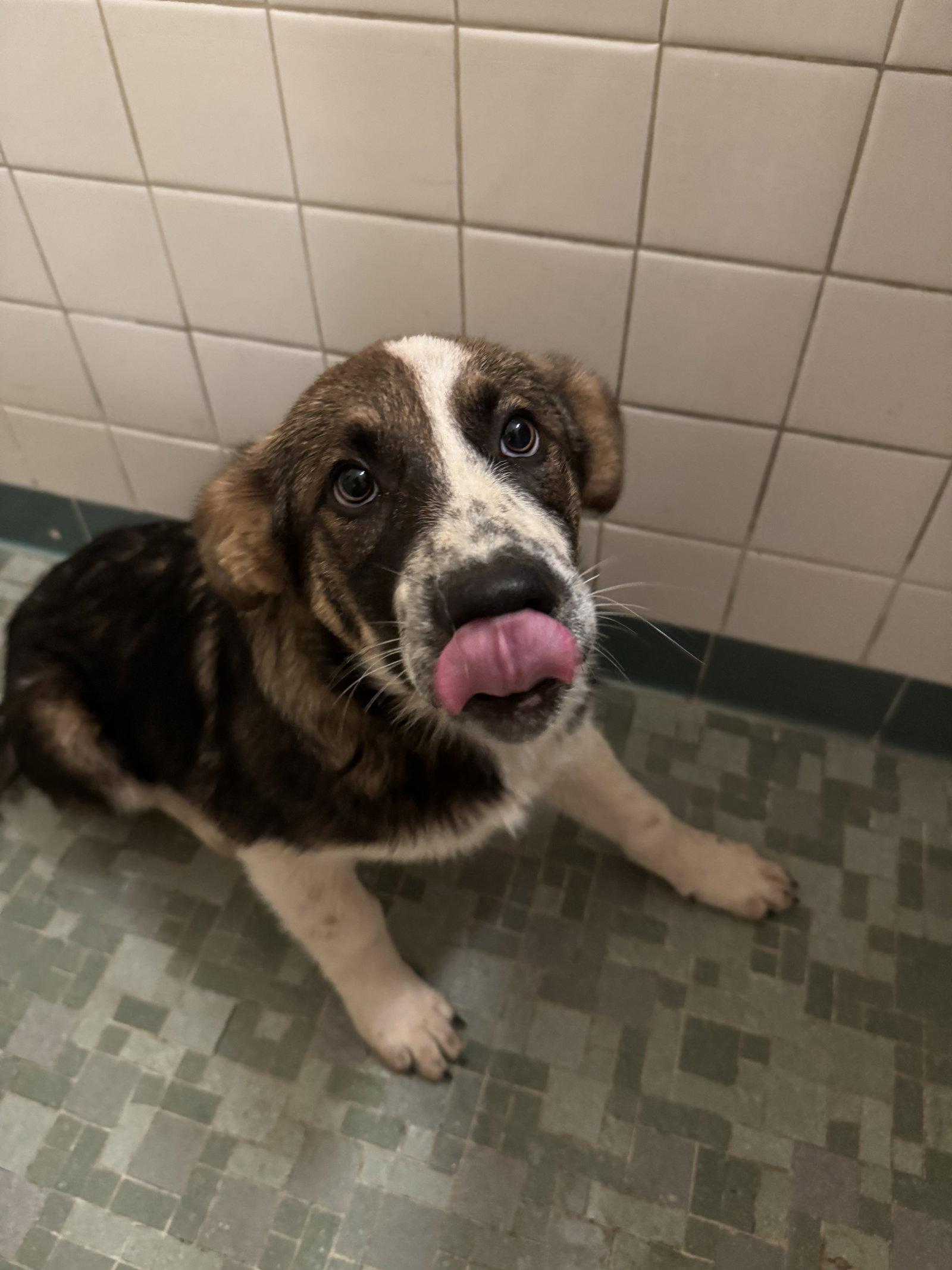 Enlarge Ember, a Adoptable mixed breed in Holly Springs, NC image 3/3
