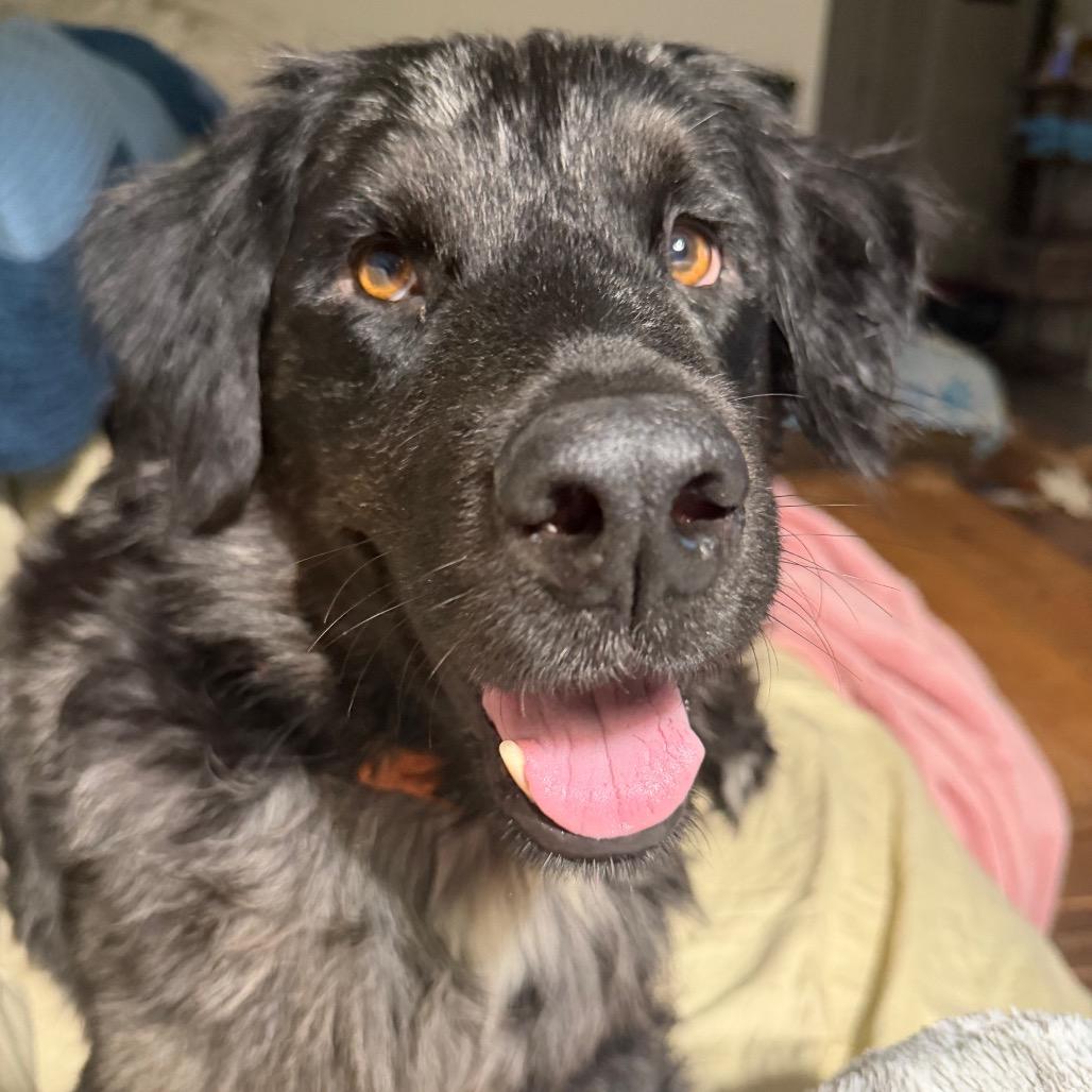 Blink, Adoptable, Young Male Flat-Coated Retriever & Australian Shepherd.