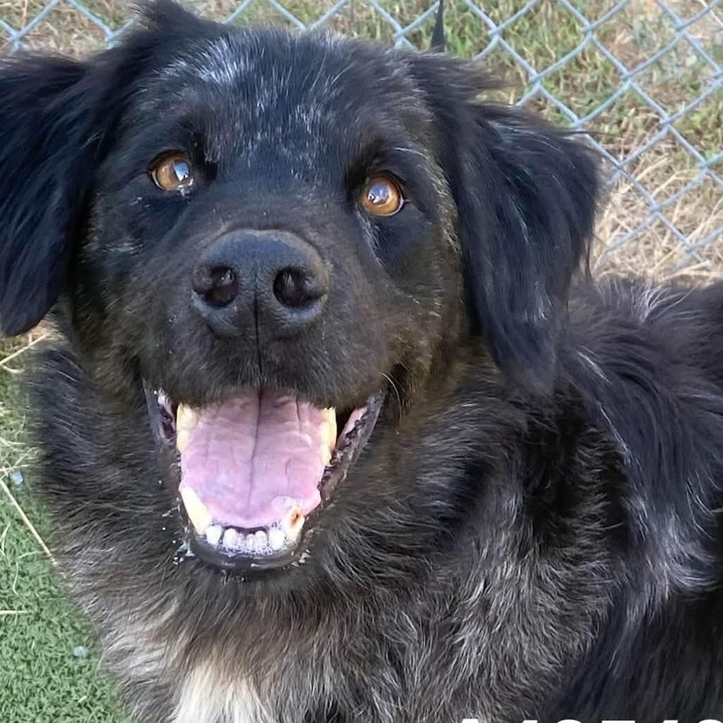 Enlarge Blink, a Adoptable Australian Shepherd in Myrtle Beach, SC image 1/1