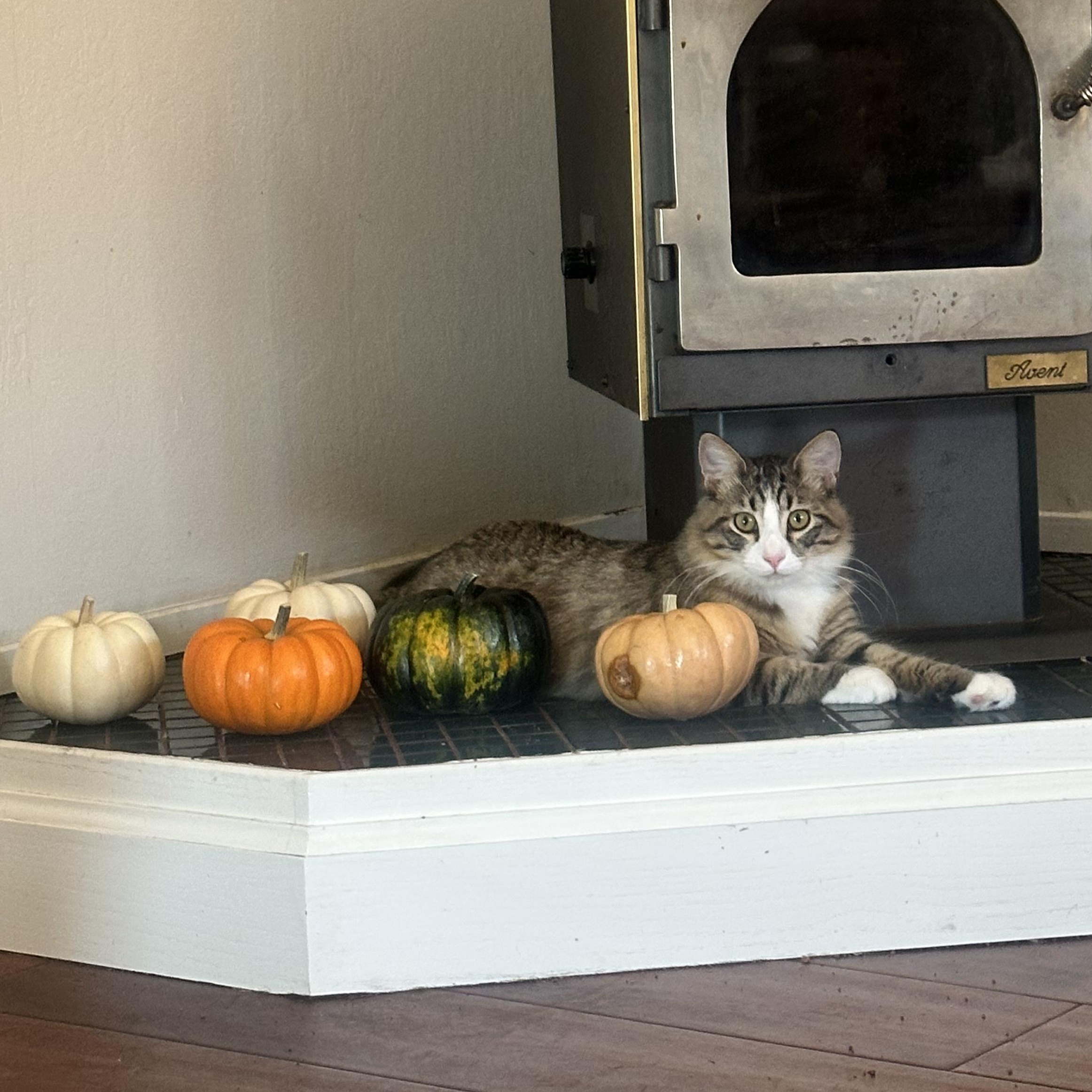 Enlarge Avocado, a Adoptable Domestic Long Hair in Crockett, CA image 2/3