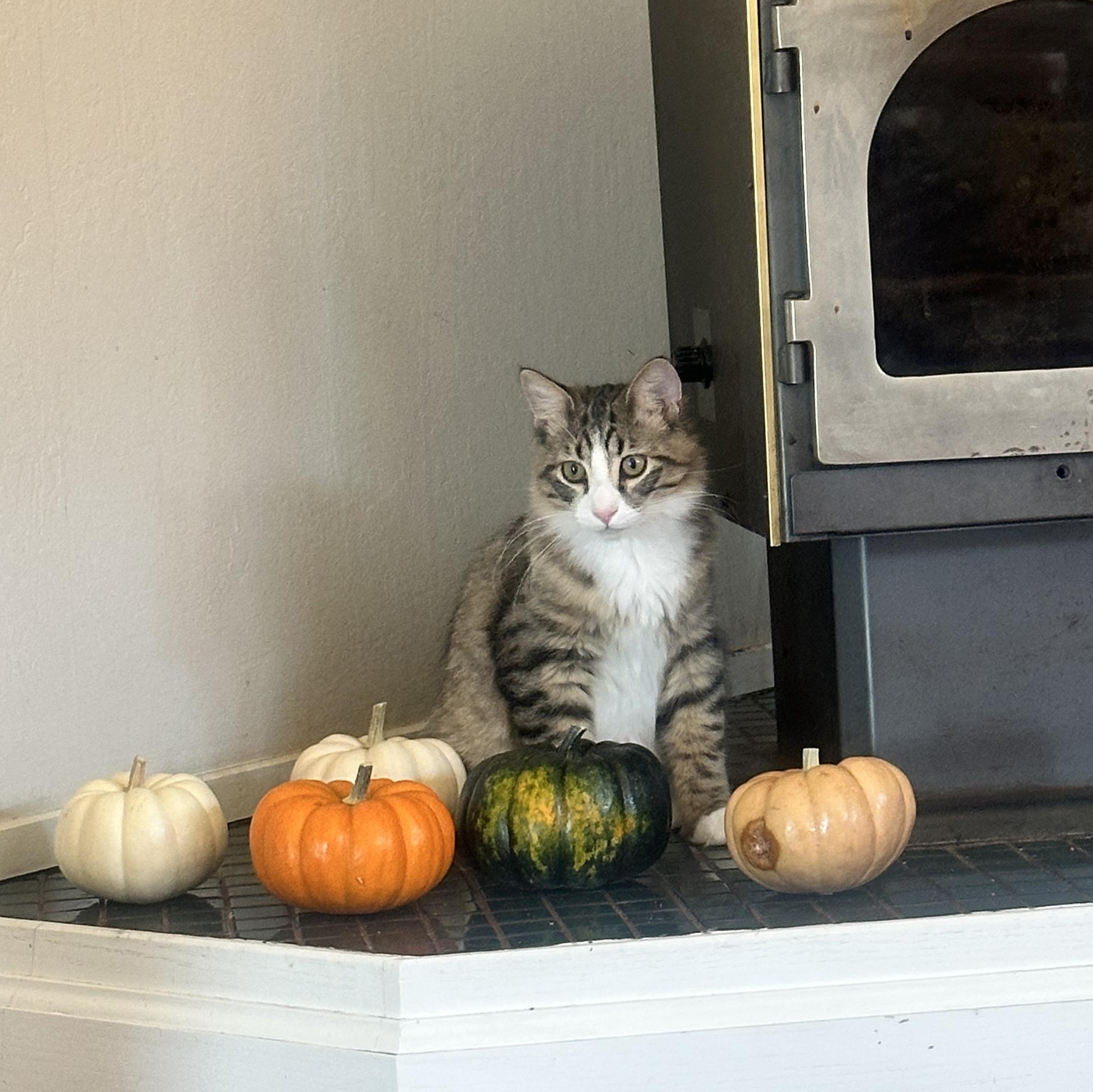 Avocado, Adoptable, Young Male Domestic Long Hair.