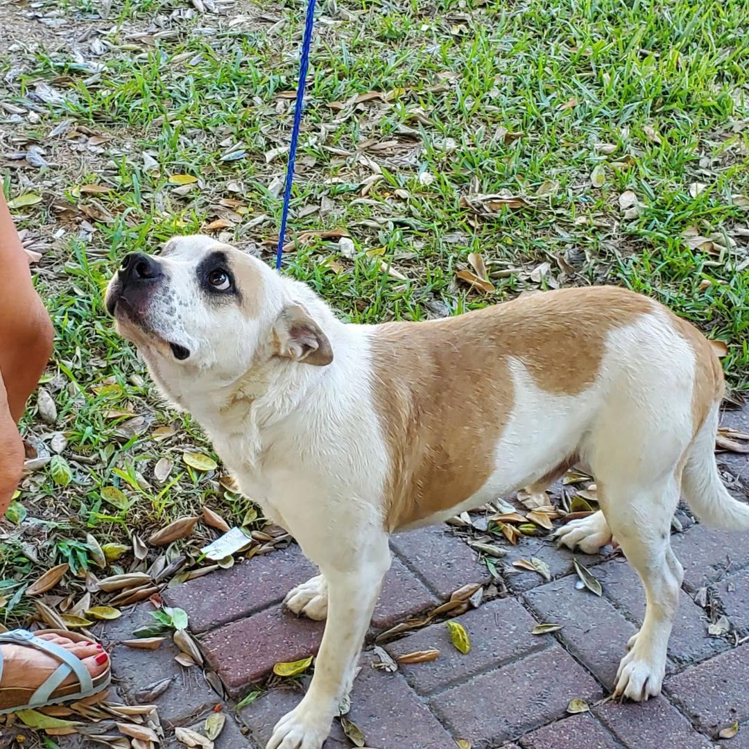 Maxx, a Adoptable Australian Cattle Dog / Blue Heeler in Kuna, ID image 5/5