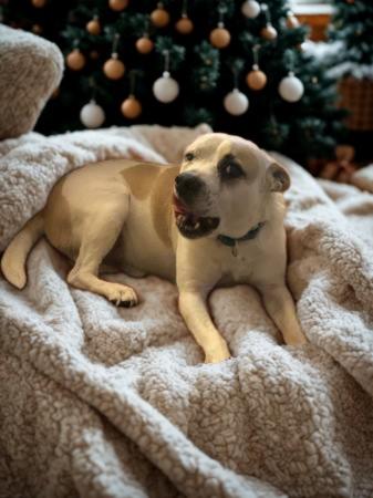 Maxx, a Adoptable Australian Cattle Dog / Blue Heeler in Kuna, ID image 1/5