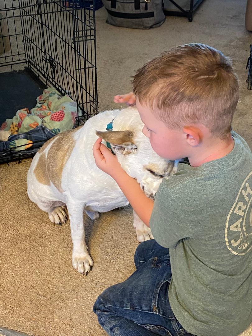 Maxx, a Adoptable Australian Cattle Dog / Blue Heeler in Kuna, ID image 3/5