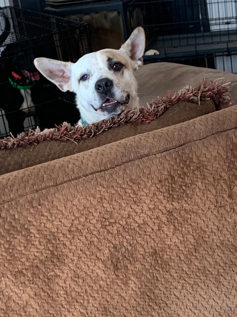 Maxx, a Adoptable Australian Cattle Dog / Blue Heeler in Kuna, ID image 2/5