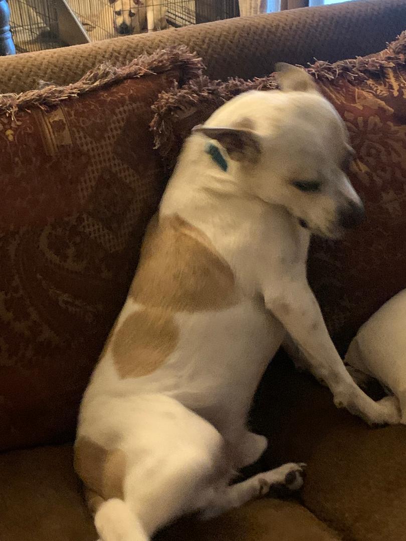 Maxx, a Adoptable Australian Cattle Dog / Blue Heeler in Kuna, ID image 4/5