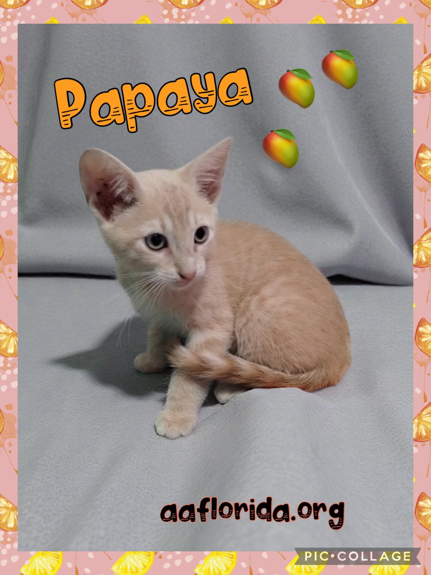 Papaya, Adopted, Young Female Domestic Short Hair.