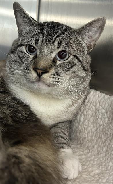 PEPITO*, Adoptable, Young Male Siamese & Domestic Short Hair.