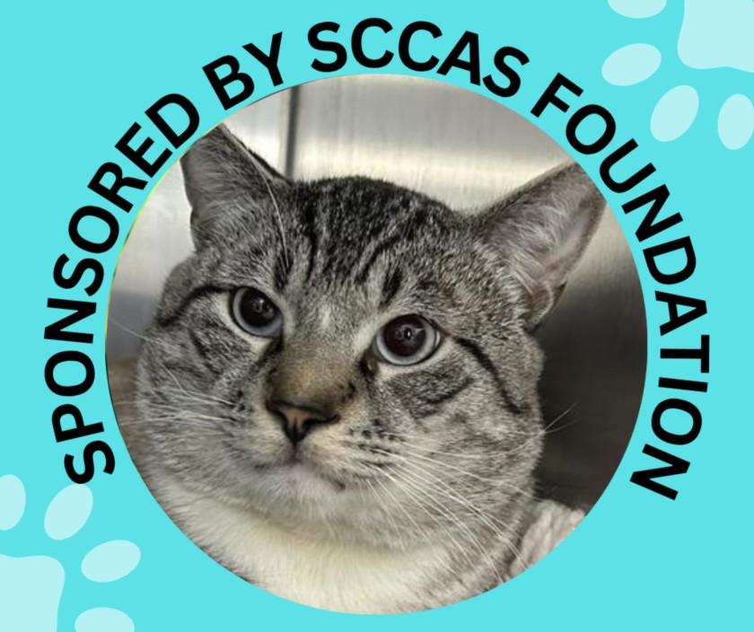 PEPITO*, Adoptable, Young Male Siamese & Domestic Short Hair.