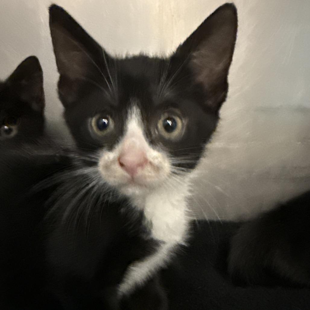 Enlarge Shock, a Adoptable Domestic Short Hair in Troy, VA image 1/5