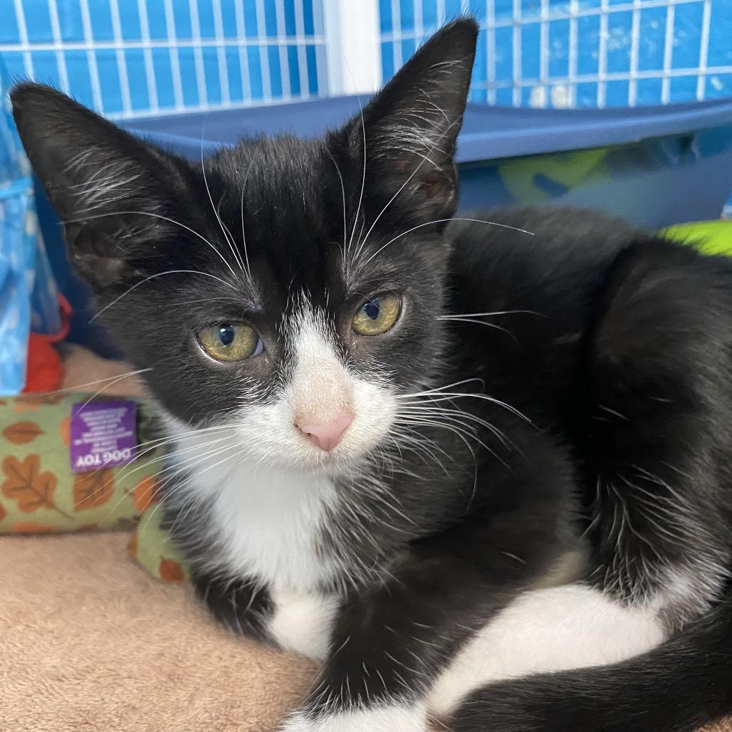 Enlarge Shock, a Adoptable Domestic Short Hair in Troy, VA image 2/5
