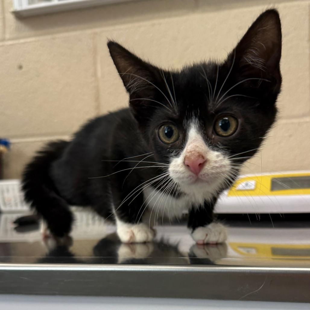 Enlarge Shock, a Adoptable Domestic Short Hair in Troy, VA image 3/5