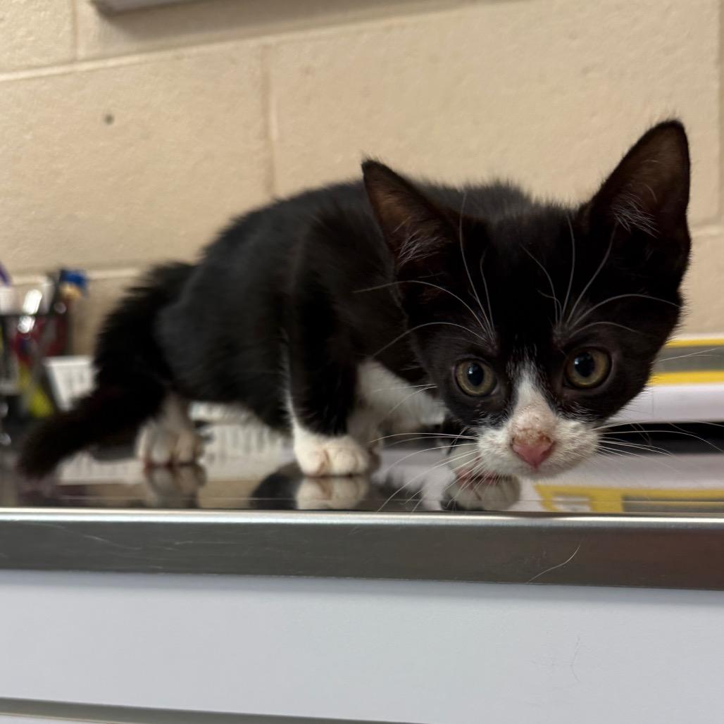 Enlarge Shock, a Adoptable Domestic Short Hair in Troy, VA image 4/5