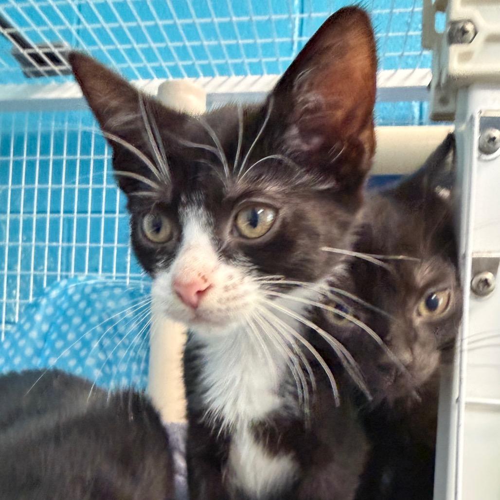 Enlarge Shock, a Adoptable Domestic Short Hair in Troy, VA image 5/5