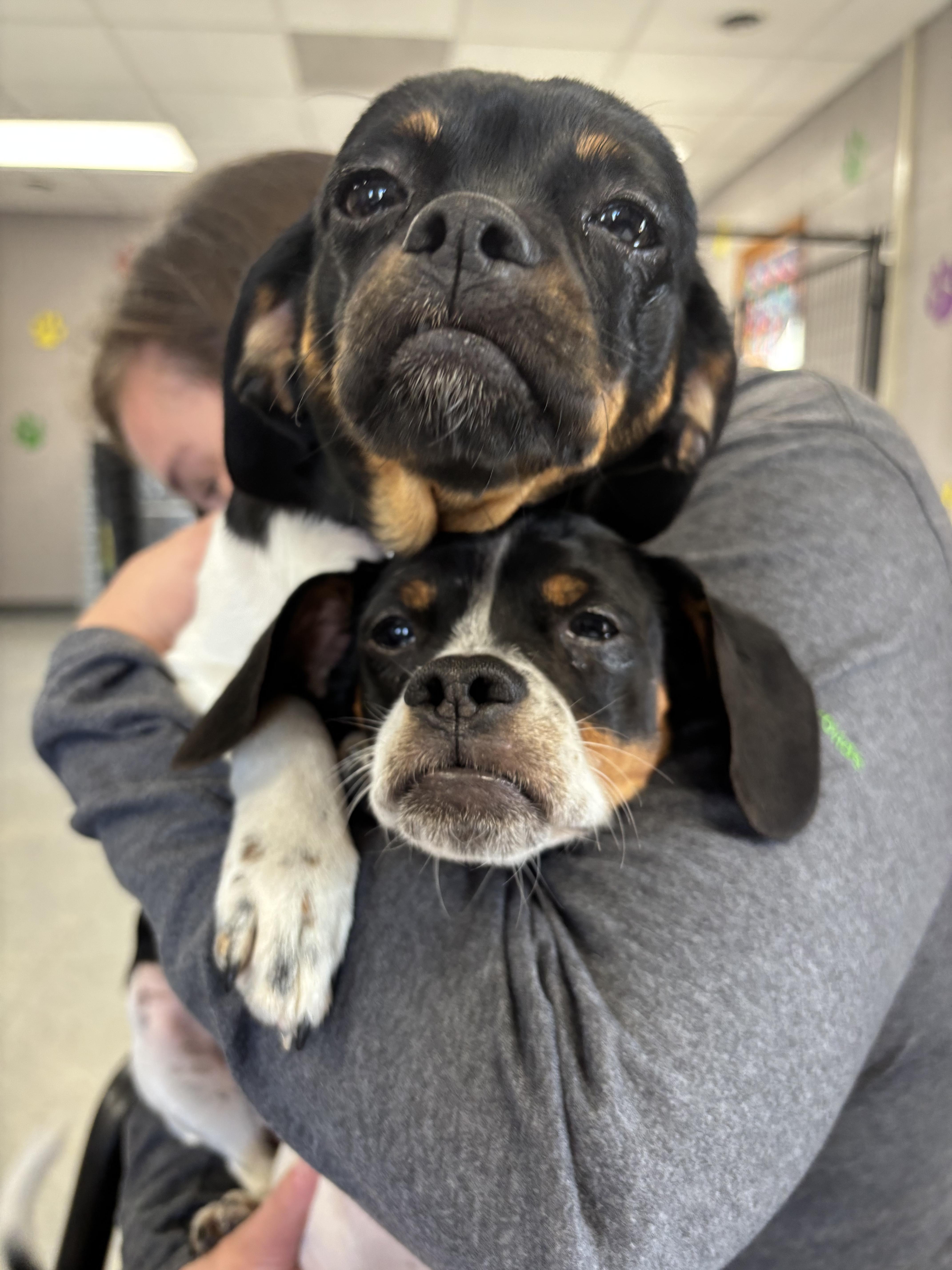 Molly & Jake, adopted, Young Male Dachshund & Shih Tzu.