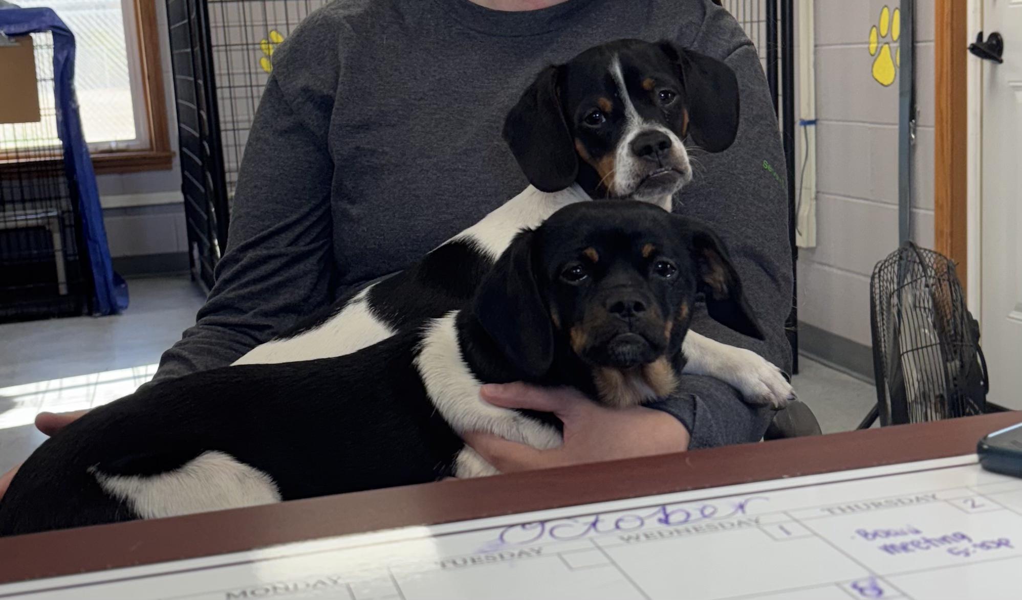 Enlarge Molly & Jake, an adopted mixed breed in Winamac, IN image 2/3