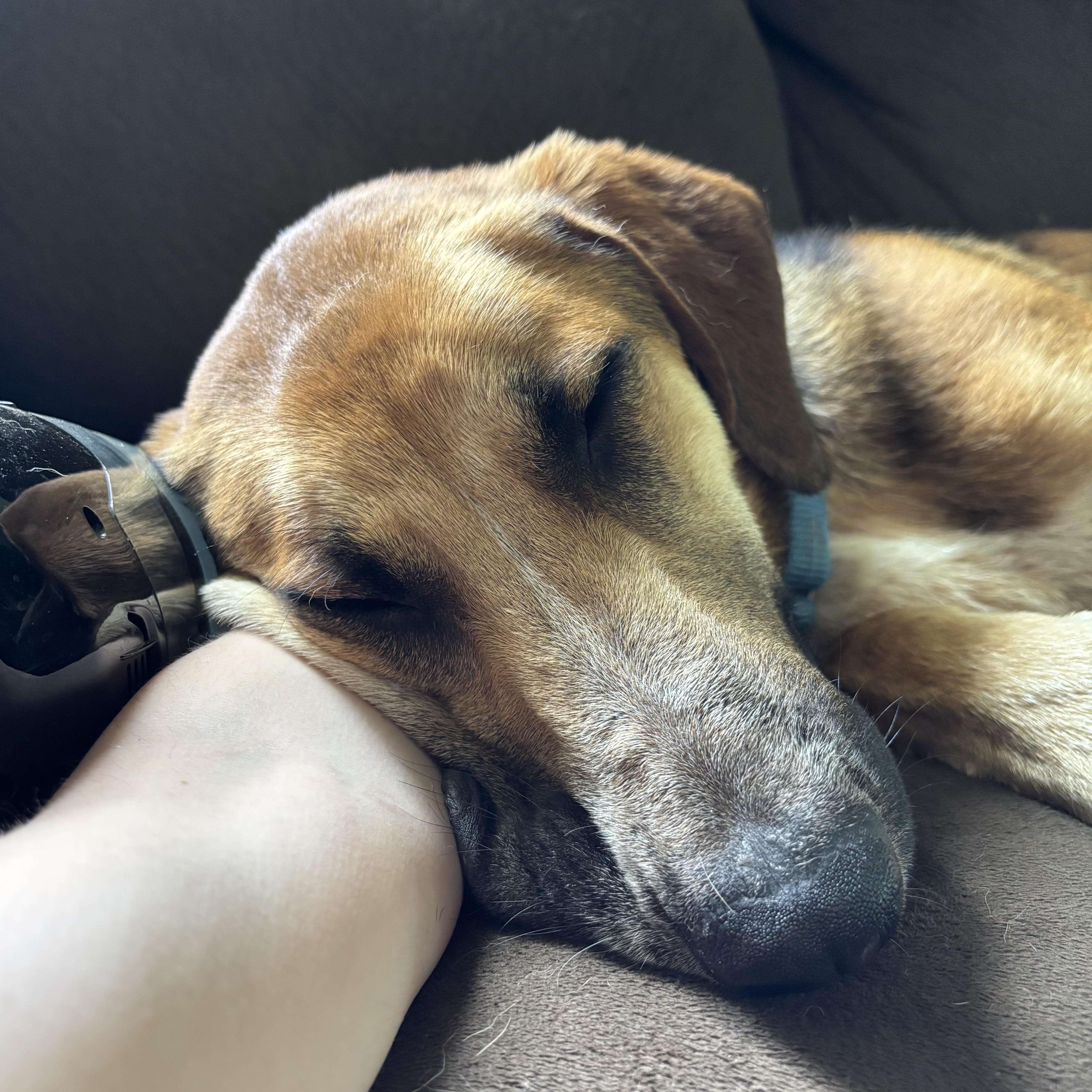 Paloa, a ADOPTABLE mixed breed in Charlotte, NC image 2/6