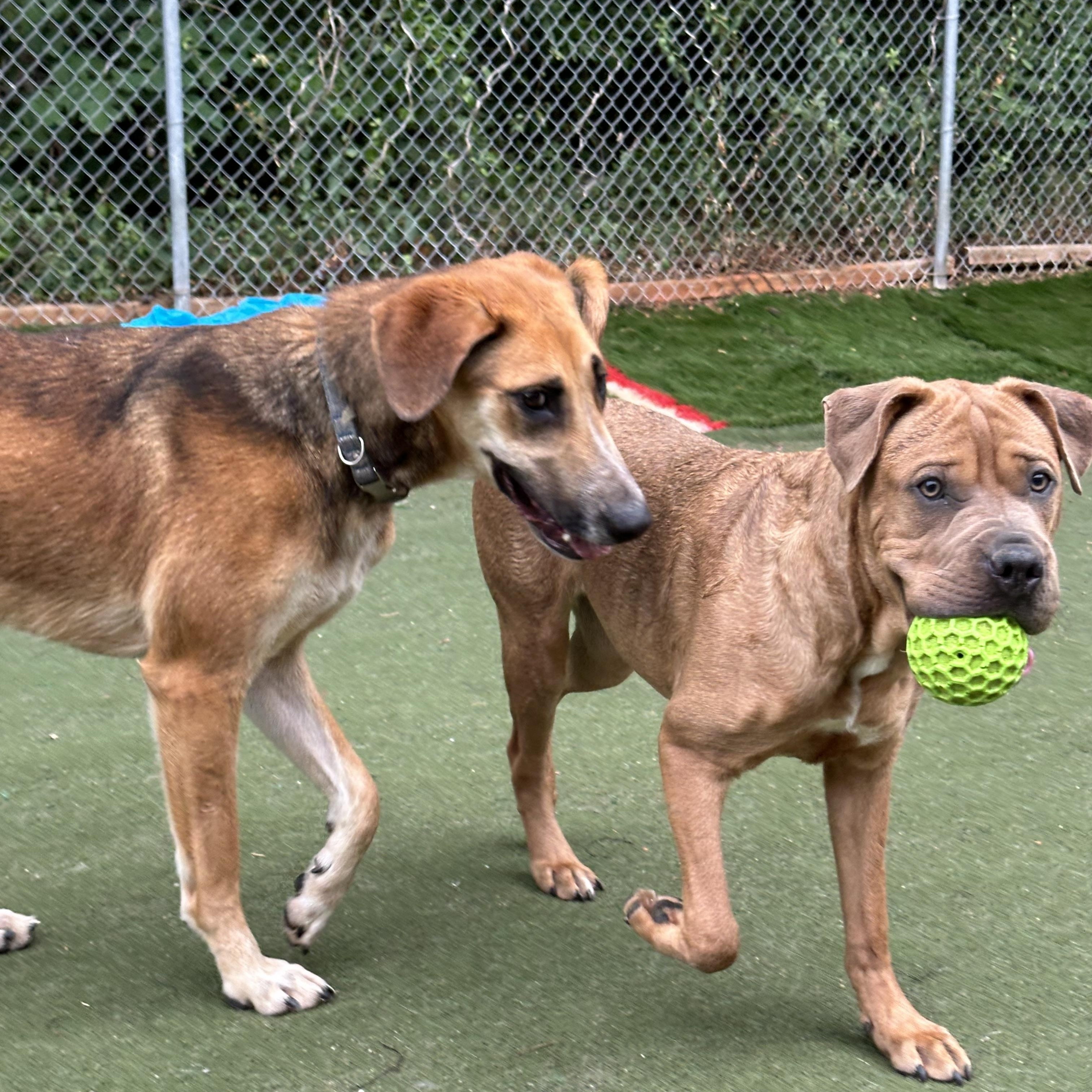 Enlarge Paloa, a ADOPTABLE mixed breed in Charlotte, NC image 5/6