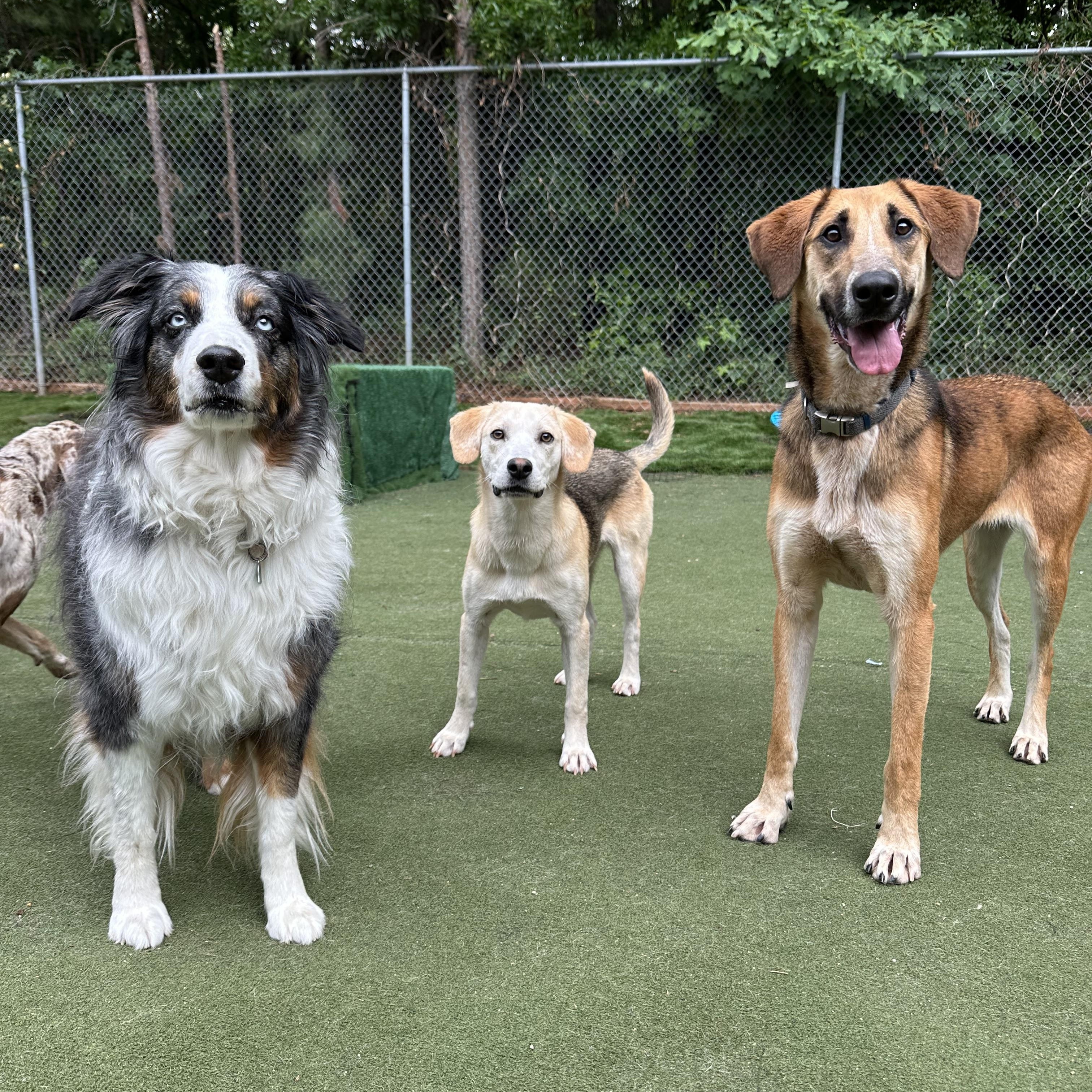 Enlarge Paloa, a ADOPTABLE mixed breed in Charlotte, NC image 3/6