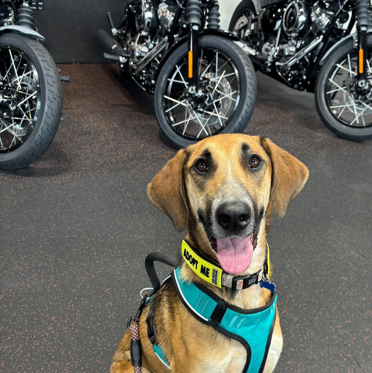 Paloa, ADOPTABLE, Young Female American Foxhound & German Shepherd Dog.