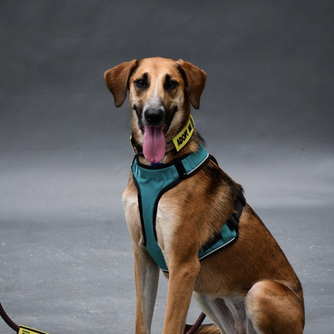 Paloa, a ADOPTABLE mixed breed in Charlotte, NC image 6/6