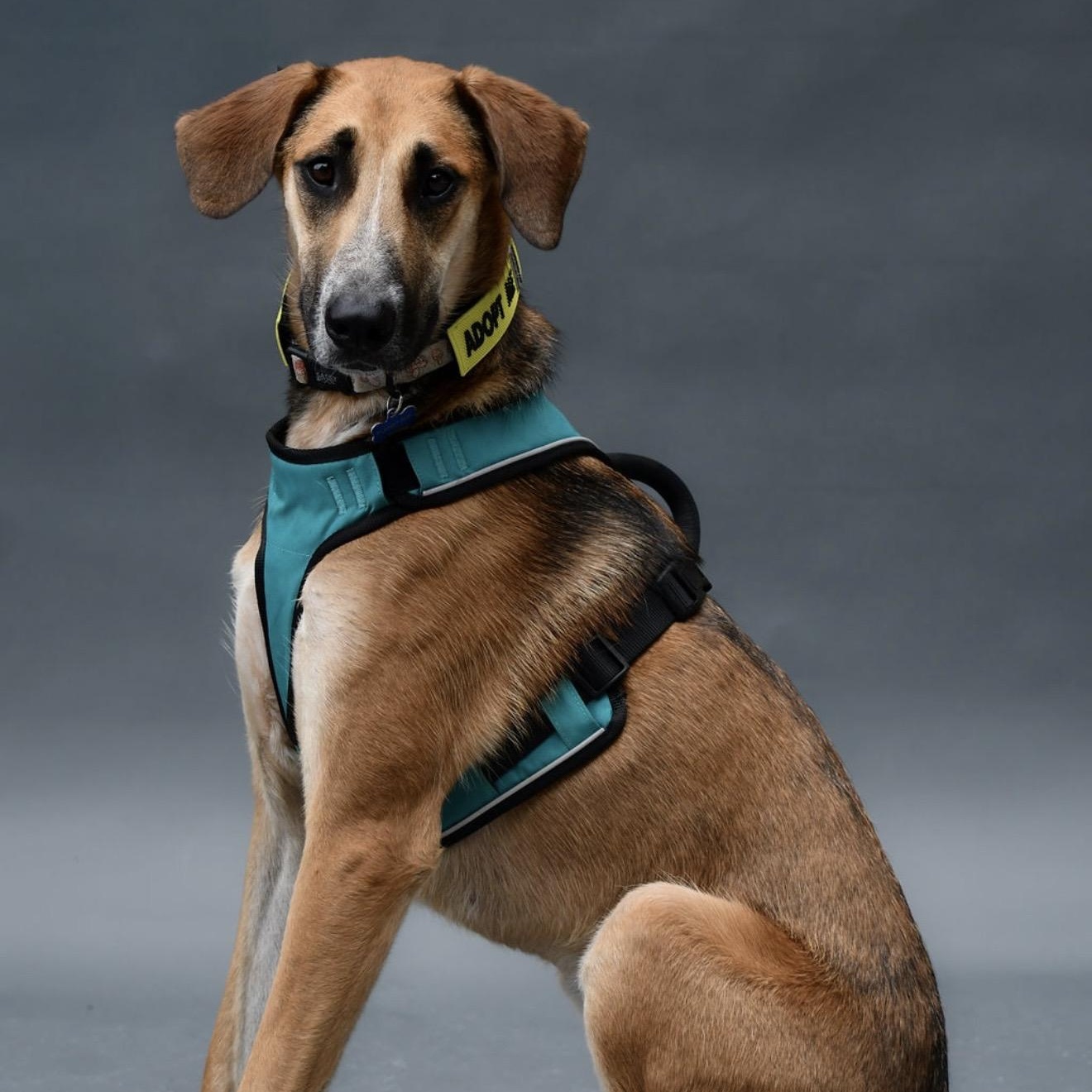 Paloa, a ADOPTABLE mixed breed in Charlotte, NC image 3/6
