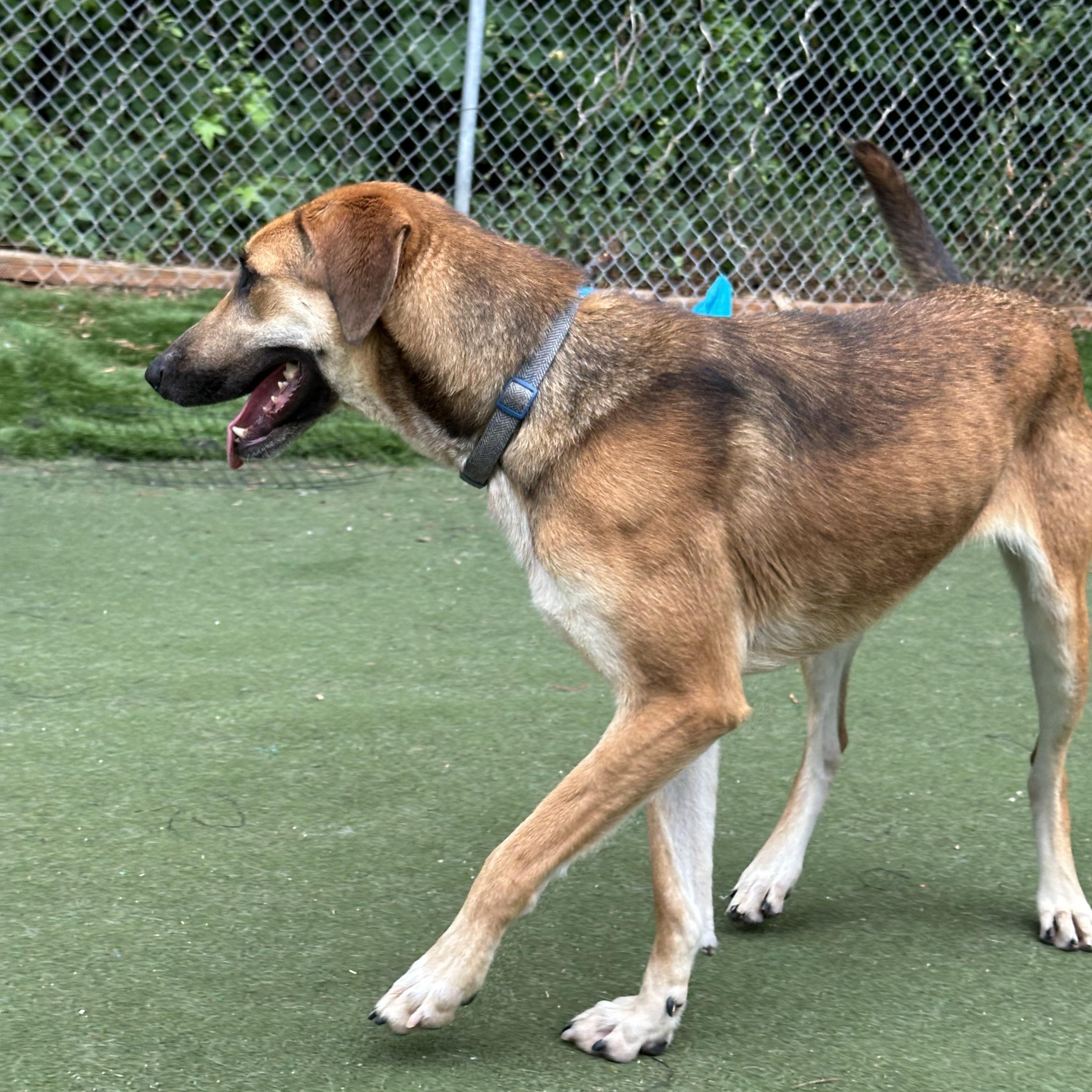 Enlarge Paloa, a ADOPTABLE mixed breed in Charlotte, NC image 2/6