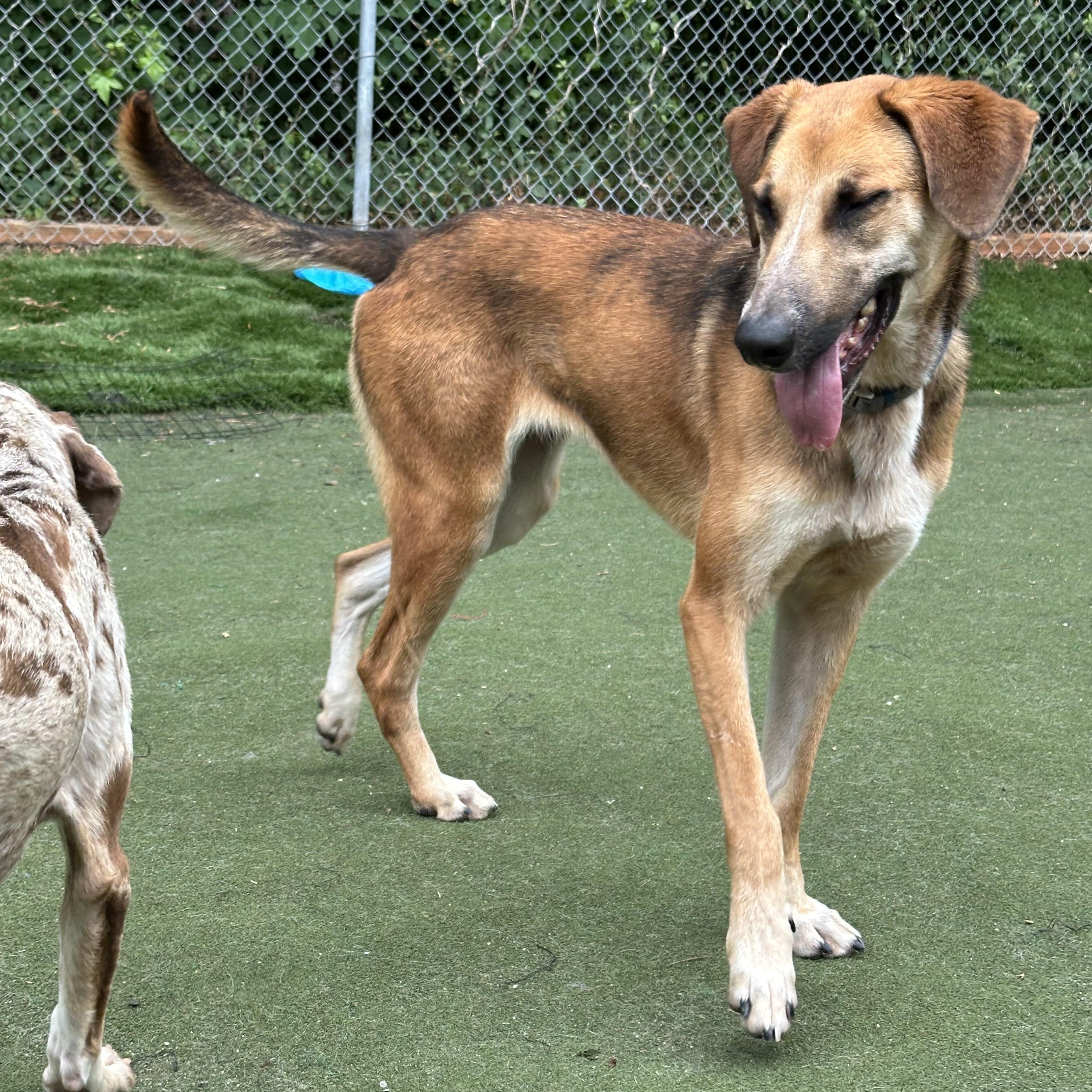 Enlarge Paloa, a ADOPTABLE mixed breed in Charlotte, NC image 4/6