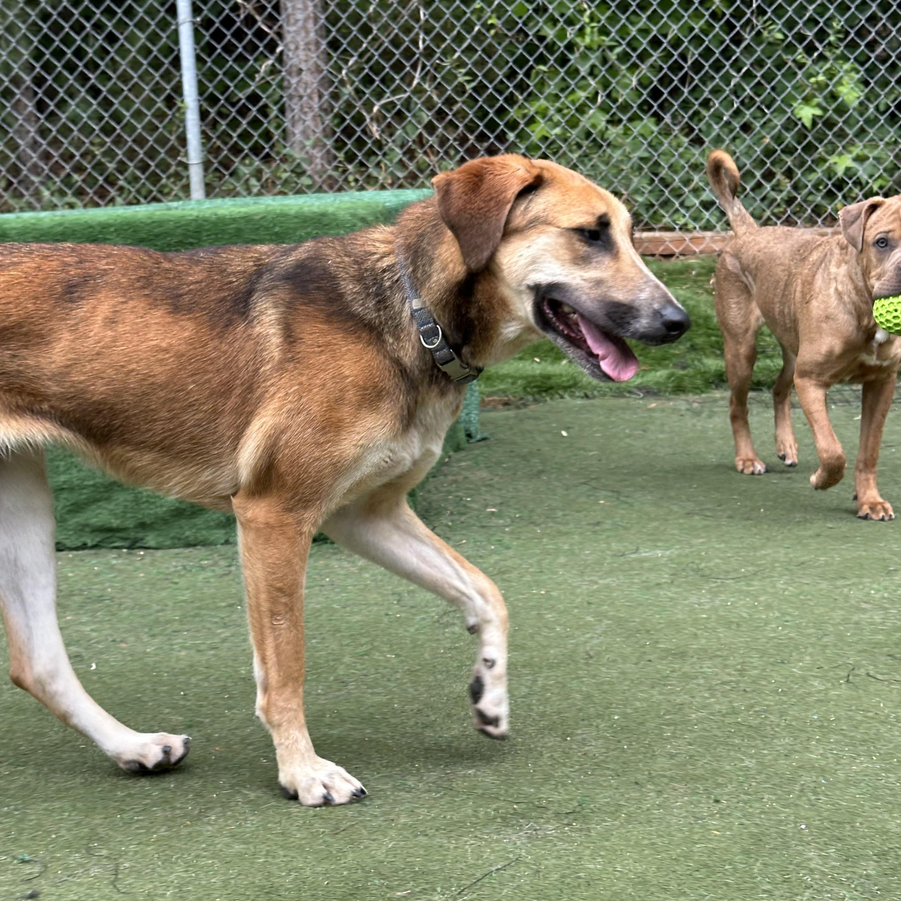Enlarge Paloa, a ADOPTABLE mixed breed in Charlotte, NC image 6/6