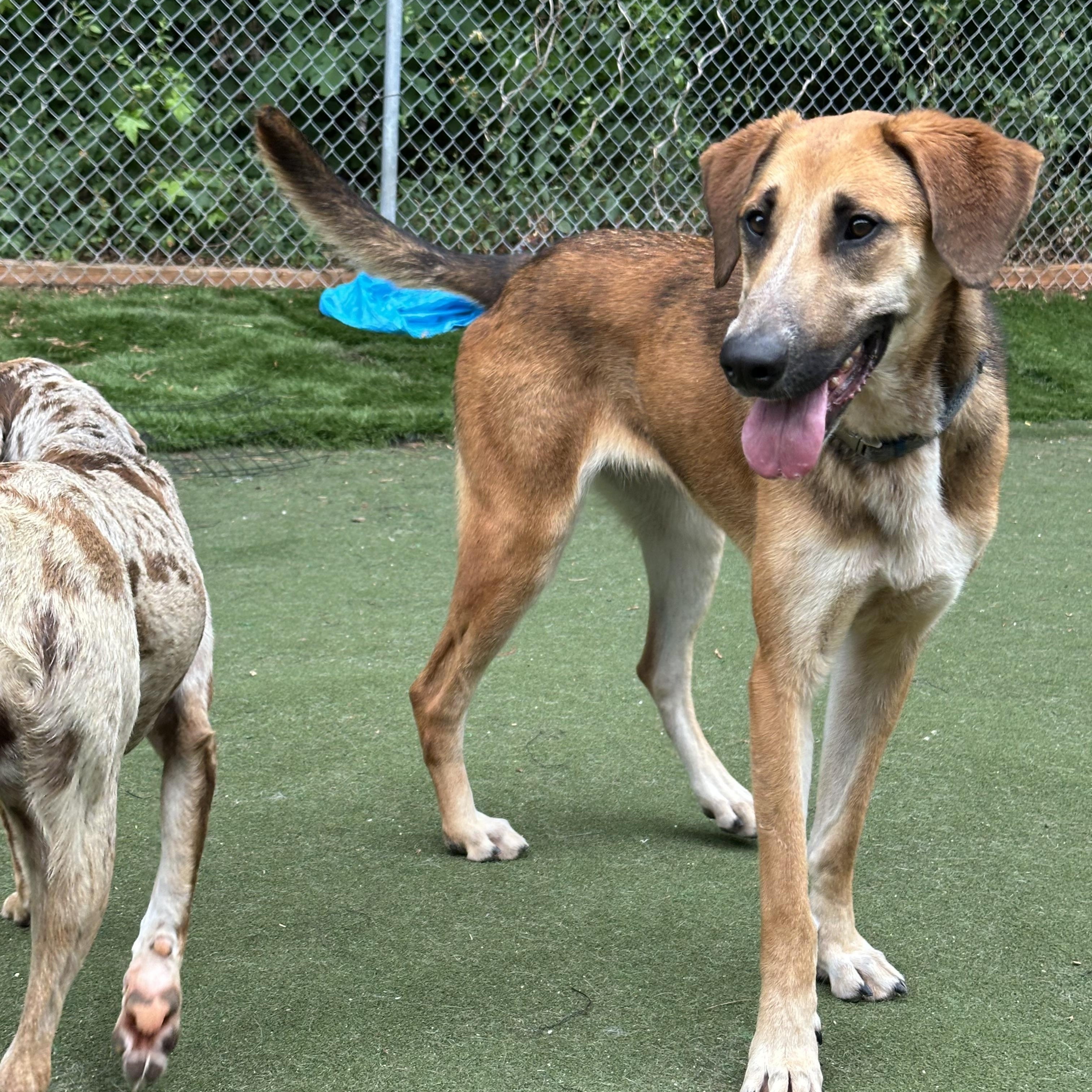 Enlarge Paloa, a ADOPTABLE mixed breed in Charlotte, NC image 1/6