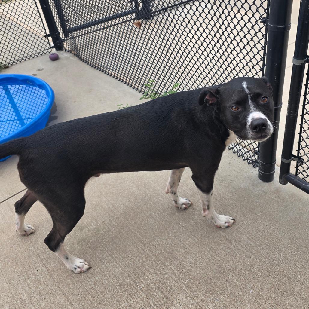 Oreo, Adoptable, Adult Male Boxer.
