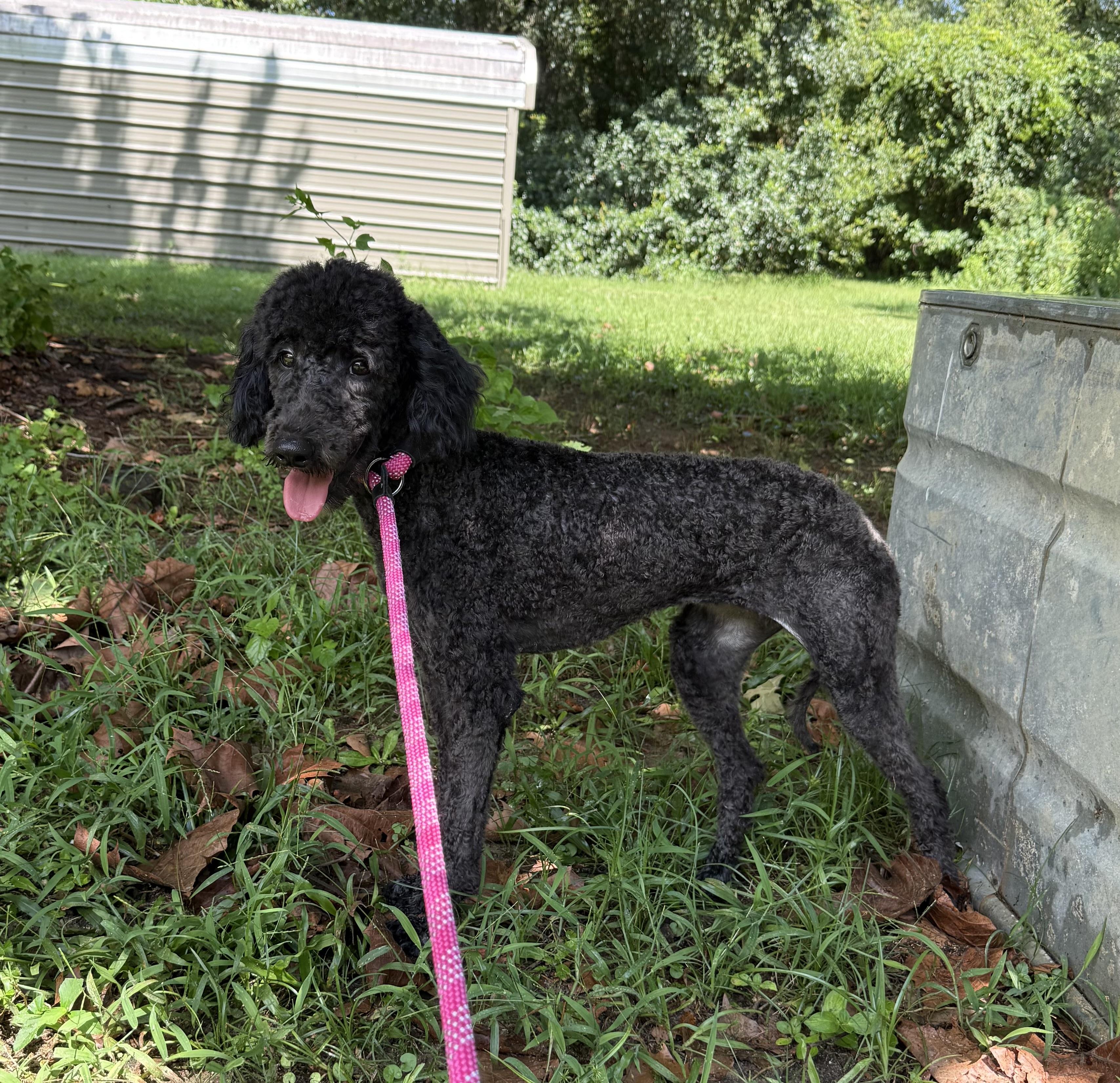 Macie photo 2