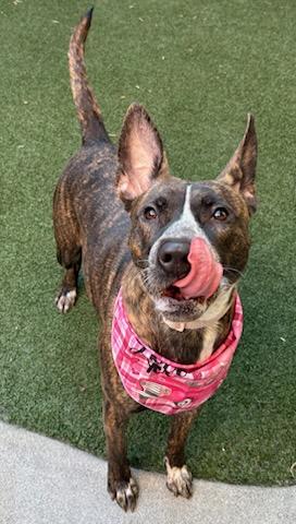 Enlarge Tawny, a Adoptable mixed breed in Lewisville, TX image 1/3